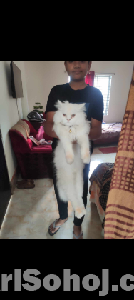 Persian Cat